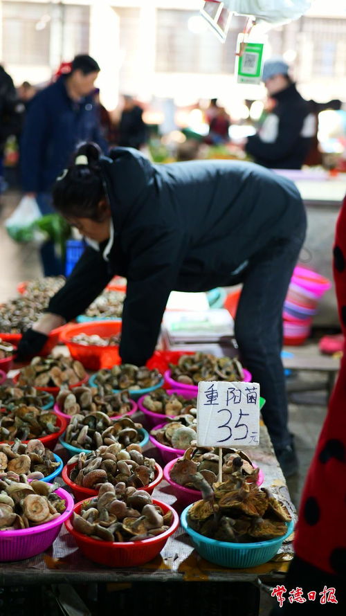 玉华楼菜市场 人声鼎沸的清晨与鲜活的食品交响曲