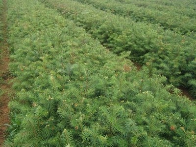 柳州融水林区优质杉木种子，自采自晒，品质保证，30吨现货出售