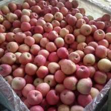 山东农副产品购销中心 连接田野与餐桌的绿色桥梁