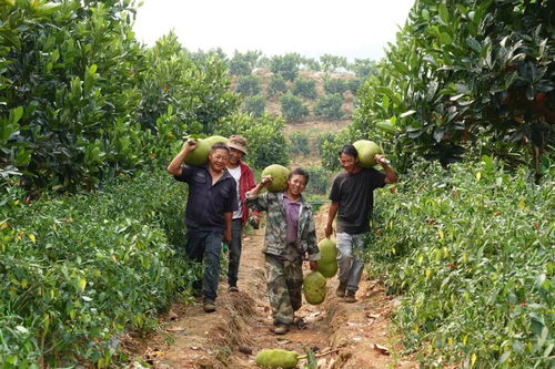 五大亮点看西双版纳州农业农村高质量发展 农副产品销售谱新篇